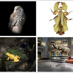 Montage of four images: An owl, walking leaf, African elephant, and a yellow frog