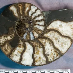 Cross-section of spiral ammonoid shell showing the spiral divided into chambers.