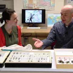Maggy Benson and Dr. Torsten Dikow sitting at a table filled with specimen trays of small to very large Assassin Flies.