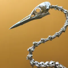 a bird skeleton
