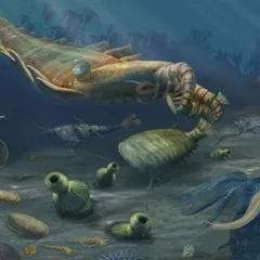 Illustration of animals near the ocean floor 510 million years ago. A large squid-like creature hovers over smaller organisms.