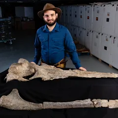 A bearded man wearing a brown fedora, standing behind a table with two large, gray fossils on it. One fossil is roughly triangular in shape, while the other is long and thin and arches upward at one end.