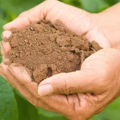 Two hands cupped to hold soil