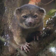 Small brown furry animal with rounded ears on a branch in a tree.