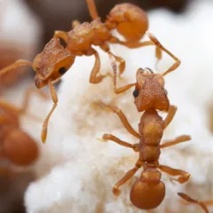 Closeup of  two orange Leaf-cutter Ants on white fungi.