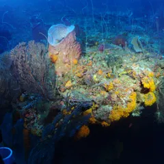 Brightly-colored coral under dark blue water.