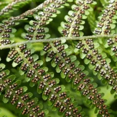 Closup of underside of fern leaf, full of visible spores