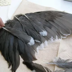 A hand holds a loose feather (grey with white tip) above a bird wing specimen on a table