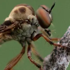Up-close image of fly body and head, showing large eyes, perched on branch against green background.