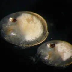 Two round lightly colored specimens in a dark environment