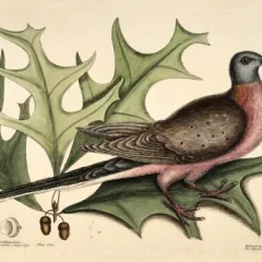 Illustration of a bird with a rosy breast, grey head, and brown wings