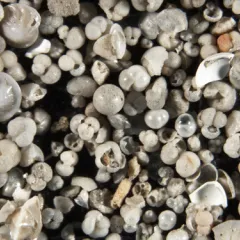 Small shells of various sizes and shapes.