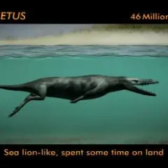 Illustration of four-legged creature with sharp teeth swimming underwater.