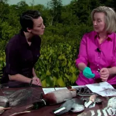 Maggy Benson and Dr. Carla Dove seated at a table with several specimens of dead birds and bird feathers.