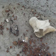Natural objects, including whitish piece of bone and brown rocks, on cracked, gray substrate.