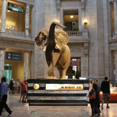 Henry the elephant front view on new platform in Rotunda 