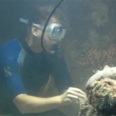 Bill Hoffman working underwater in an aquarium, wearing goggles and a breathing apparatus.
