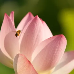 Close up: Honeybee over lotus flower