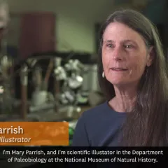 Image of Mary Parrish, Scientific Illustrator in Department of Paelobiology