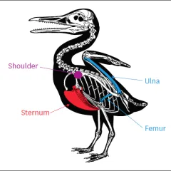 Diagram of skeleton of a bird-like creature, ichthyornis, with some parts labeled