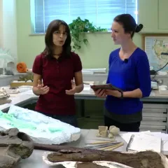 Michelle Pinsdorf and Maggy Benson in the Fossil Prep Lab with bones, tools and notebooks on the table.
