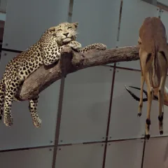 cheetah on branch with other animal