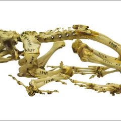 Marine toad skeleton with numbers written on the bones