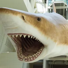 An image of the megalodon model hanging from the ceiling of the Natural History Museum.