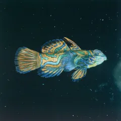 A blue and orange mandarinfish, or Synchiropus splendidus