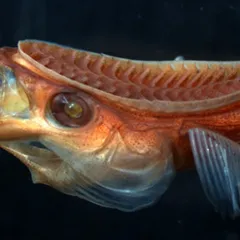 Colorful orange and blue fish with an oblong corrugated plate or disc on its head and back.