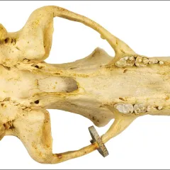 Polar bear skull, inferior view (bottom of the skull)