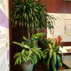 several plants in the corner of the lounge with panels describing how plants get around