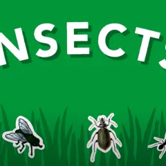 Insects. Illustrations of a butterfly, fly, beetle, ant, and grasshopper on a green background with an illustration of grass.