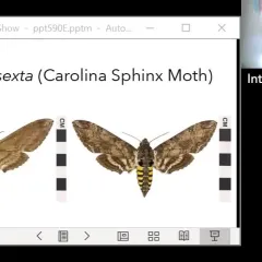 Images showing the front and back of a Carolina Sphinx Moth, which is mostly various shades of brown with some white, black, and yellow