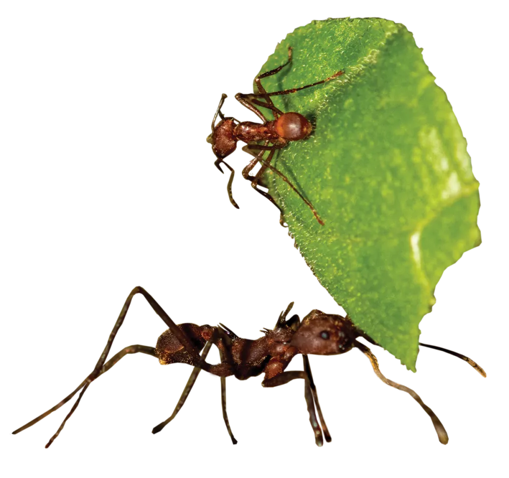 Two brown Ants and one green leaf