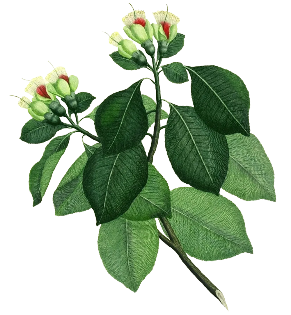 an illustrated plant with several green leaves and 6 flower buds at top