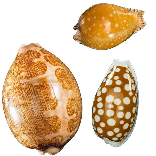 three cowrie shells