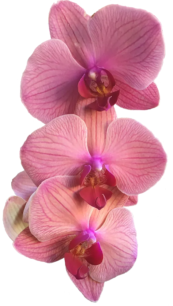 a group of three pink orchids