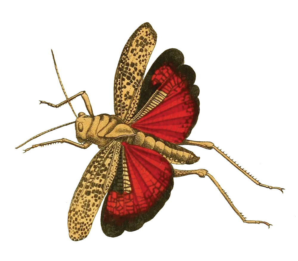 a yellow and red insect illustration