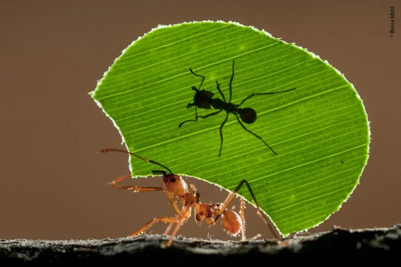a brown ant carrying a bright green blade of grass with the shadow showing on top.