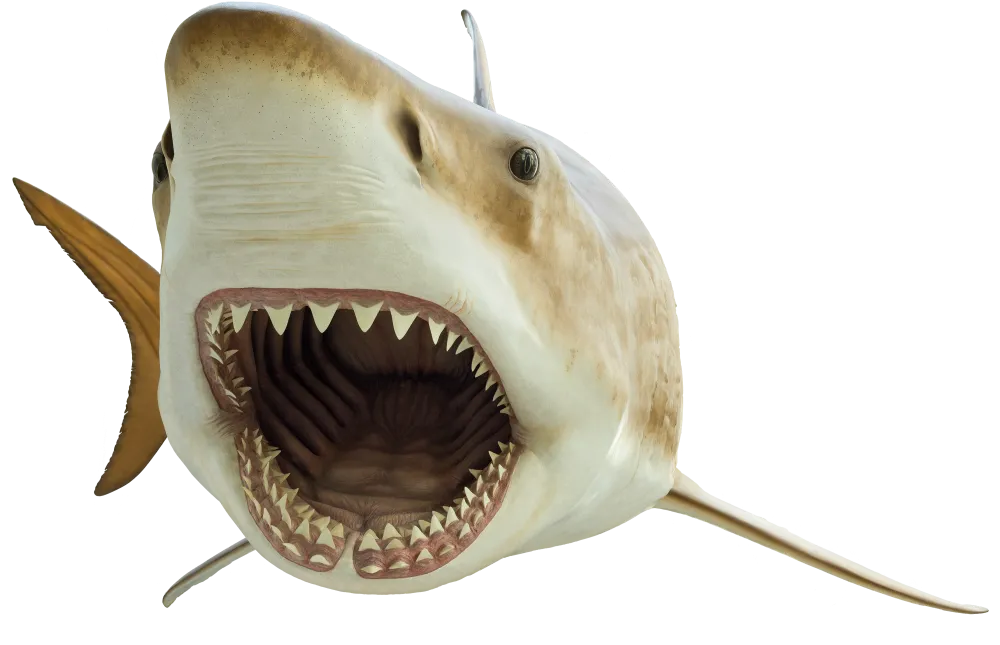 a cutout of a megalodon shark