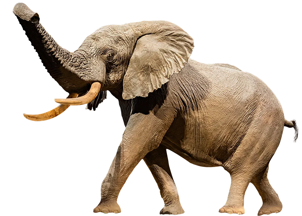 African Bush Elephant | Smithsonian National Museum of Natural History