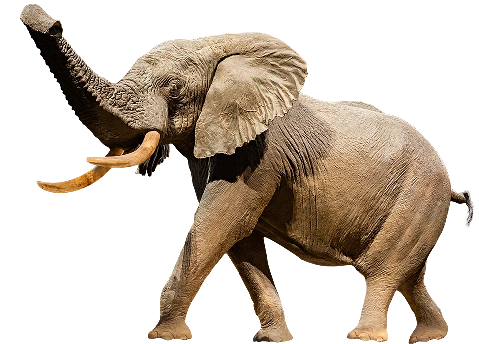 A cutout image of Henry the taxidermy elephant. 
