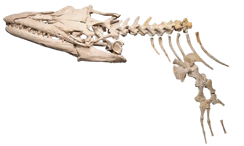 A skeleton of a mosasaur