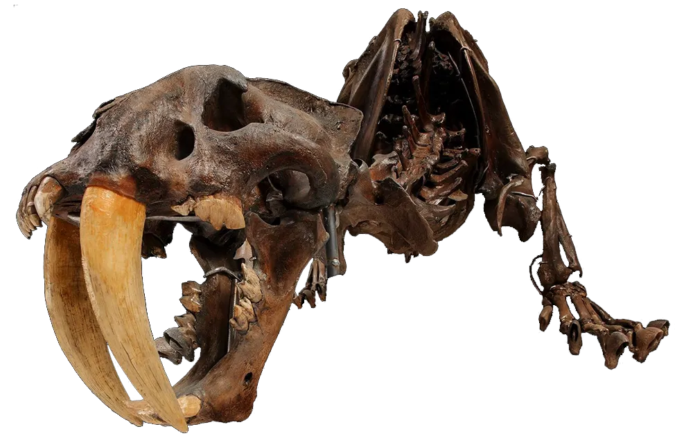 a skeleton of a smilodon