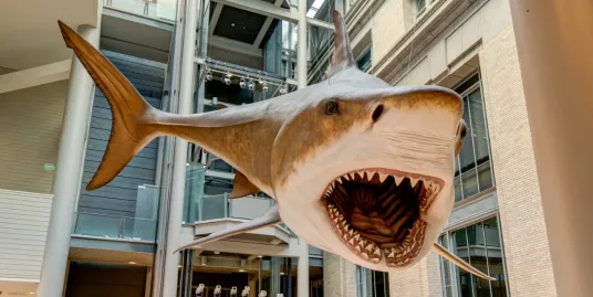 Play Date at NMNH: Megalodon Day!