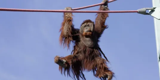 Play Date at NMNH: World Orangutan Day!