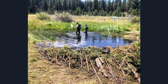 Busy Beavers: Restoring Riverscapes