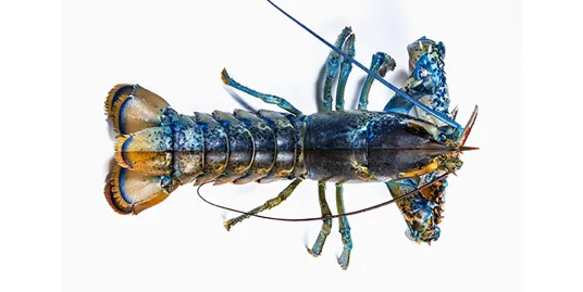 From Little Larvae to Lunch: the Life Cycle of the American Lobster