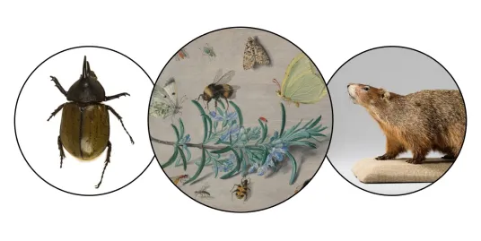 Play Date at NMNH: Little Beasts